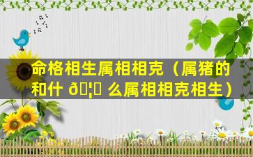 命格相生属相相克（属猪的和什 🦟 么属相相克相生）